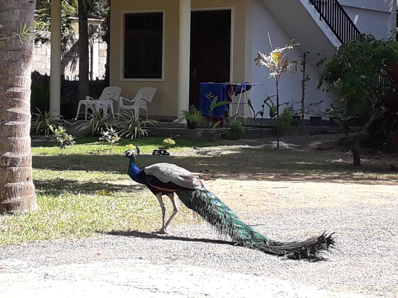 Golden Beach Rest Hotel Tangalle Exterior foto